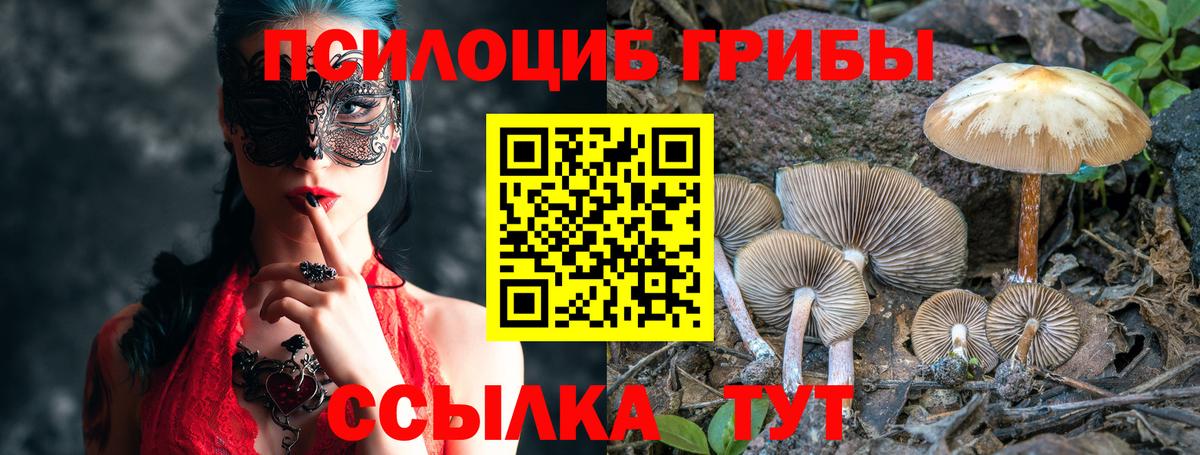 Гай  Псилоцибиновые грибы Psilocybe  Вход с VPN 